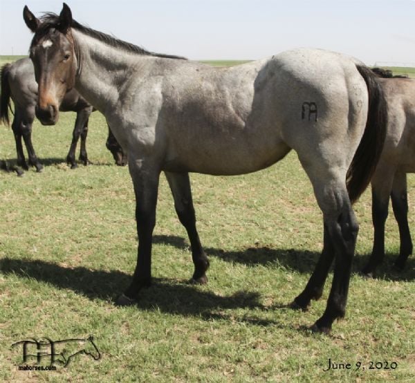 Drifting Lou's 2019 Bay Roan Filly